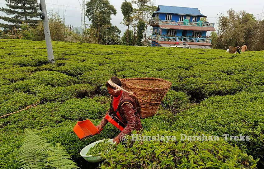Kathmandu Ilam Tour, Kanyam Ilam, Kanyam Tour