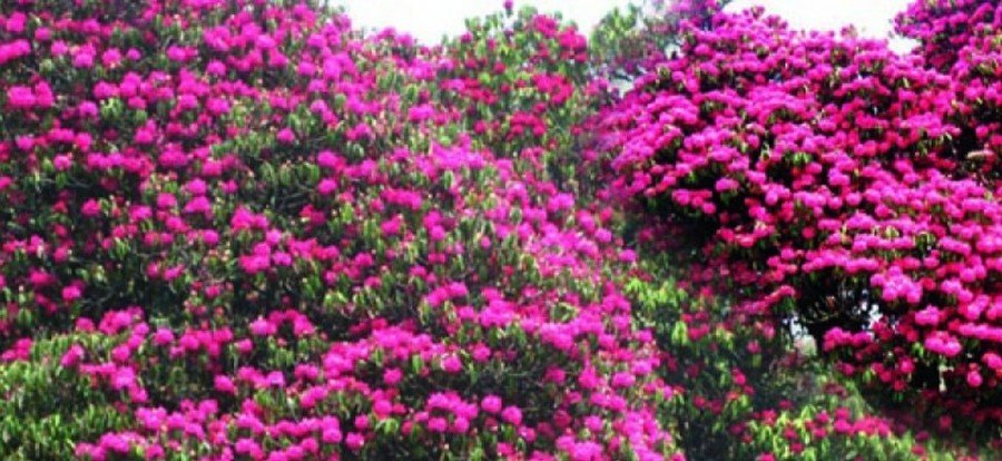 Milke Danda Trek, Rhododendron Trek, Makalu Region Trek