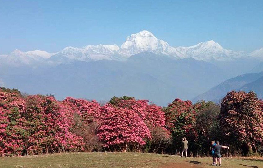 Ghorepani Poonhill Trek, Rhododendron Trek Nepal