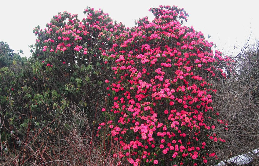 Mohare Danda Trek, rhododendron view trek, Himalaya treks