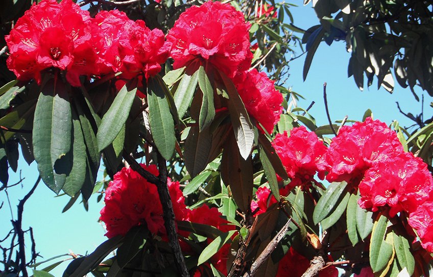 Mohare Danda Trek, Short Trek, Community Trek