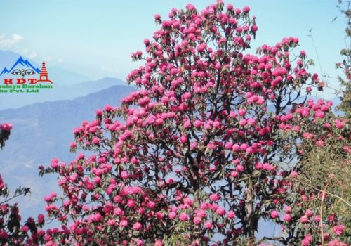Mohare Danda to Ghorepani Trek, Rhododendron View Trek