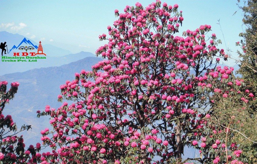 Mohare Danda to Ghorepani Trek, Rhododendron View Trek