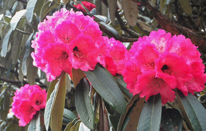 Rhododendron Trek Nepal, Rhododendron View Trek 2026