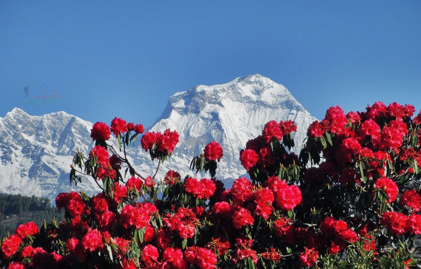 Rhododendron Trek Nepal, Best Time, rhododendron flower