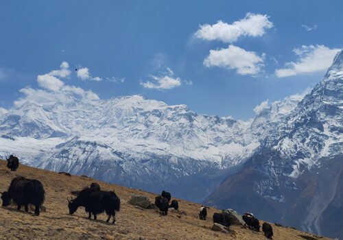 Himalayan Yak, Ice Lake Manang, Day hike