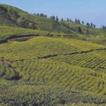 Book Your Ilam Tour, Ilam Tour, Kanyam/Ilam